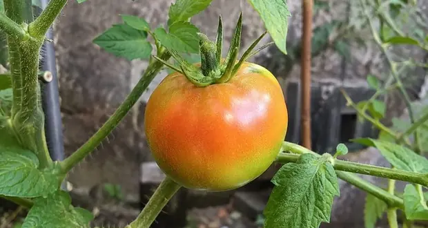 Tomate amadurecendo forte no pé