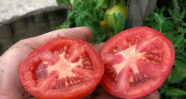 Tomate maduro colhido e cortado na mão