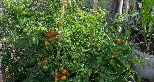 Horta carregada de tomates maduros