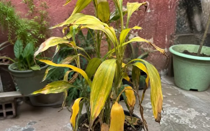 Planta em vaso com folhas amareladas e secas