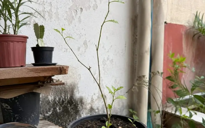 Planta rala e estagnada em vaso