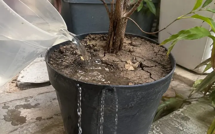 Água escorrendo por terra dura e rachada no vaso