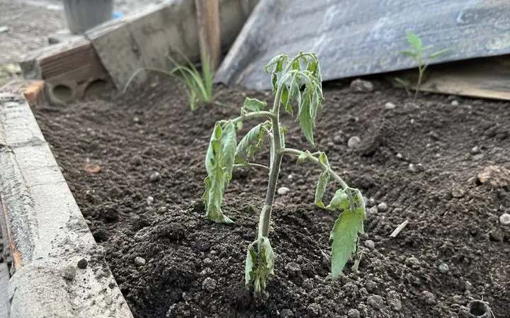 Muda de tomate murcha no canteiro